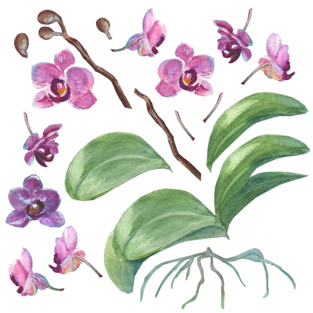 Set of isolated watercolor hand drawn orchids for your design