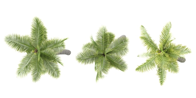 ジャングル ココナッツの木のセット 3 D レンダリング上面図イラスト アーキテクチャ プレゼンテーション視覚化デジタル合成