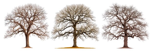 A set of large trees without leaves closeup isolated on a white or transparent background oak trees