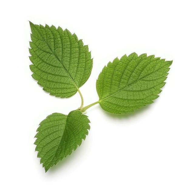 A set of leaves with the word mint on them