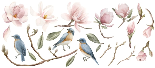 Set of light pink magnolia flowers and blue birds with redbreast Watercolor illustration