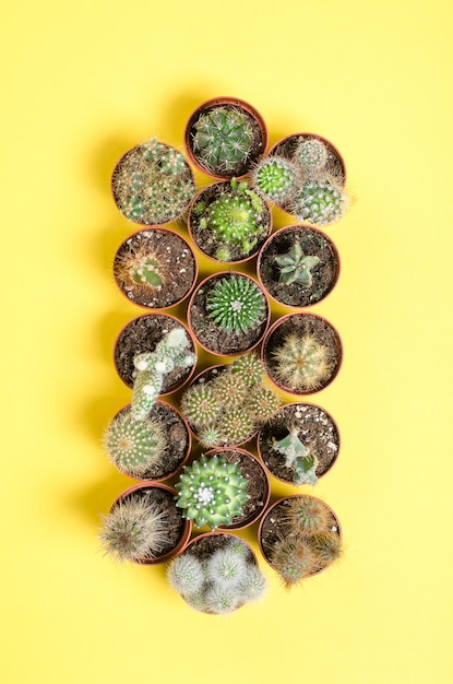 Set of little cacti. Top view.