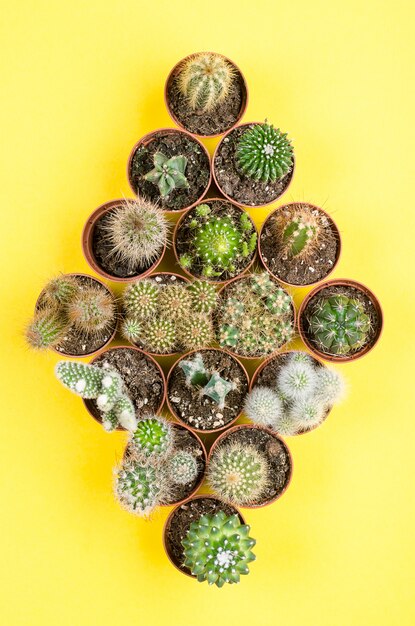 Set of little cacti top view