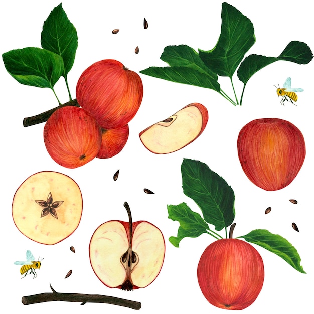 Set met handgetekende met rode appels bladeren en plakjes Aquarel illustratie