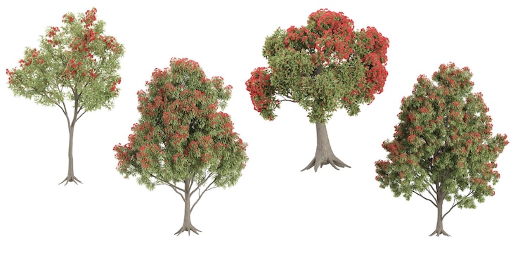 Фотография набор metrosideroscorymbia ficifoliaeucalyptus ficifolia на прозрачном фоне 3d-рендеринг