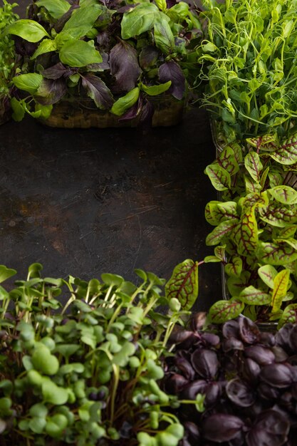 Set of microgreen sprouts of purple and green basil sunflower radish sorrel pea lettuce Side view frame copy space