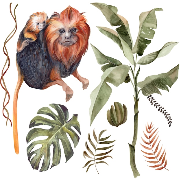 Photo set of monkey and various tropical leaves watercolor illustration on a white background isolate