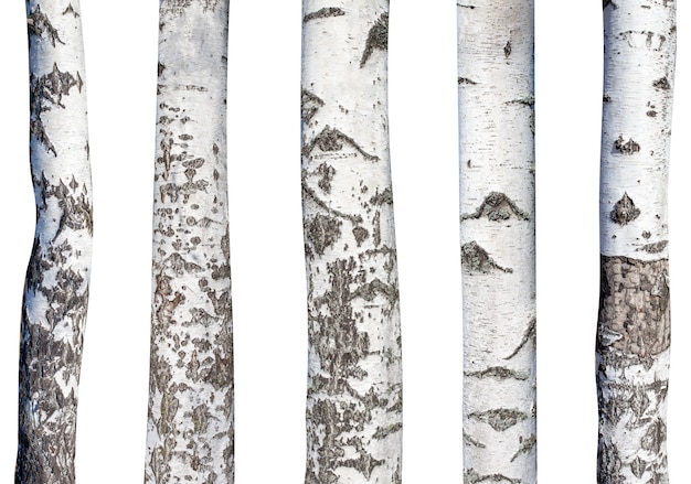 Set of natural birch trunks isolated on white