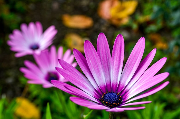 写真 美しい花のセット