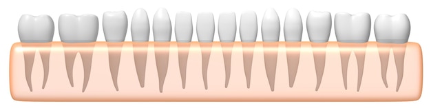 Фото Набор здоровых человеческих зубов 3d иллюстрации
