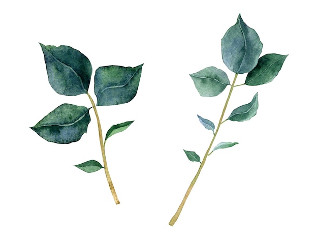 写真 招待状の白い背景に分離された葉のトレンディな植物の水彩要素のセット