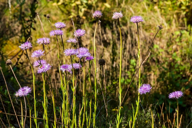 写真 日の出の森の中の小さなピンクの花のセット