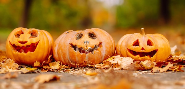 Set of orange pumpkins for halloween Holidays decoration concept