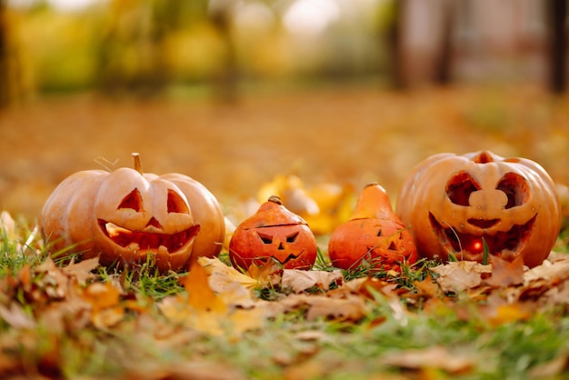 Set oranje pompoenen voor halloween vakantie decoratie concept