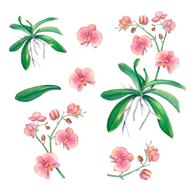 A set of orchid flowers painted in watercolor The illustration is isolated on a white background A tropical plant a home flower Pink orchid is suitable for postcards wedding invitations leaflet