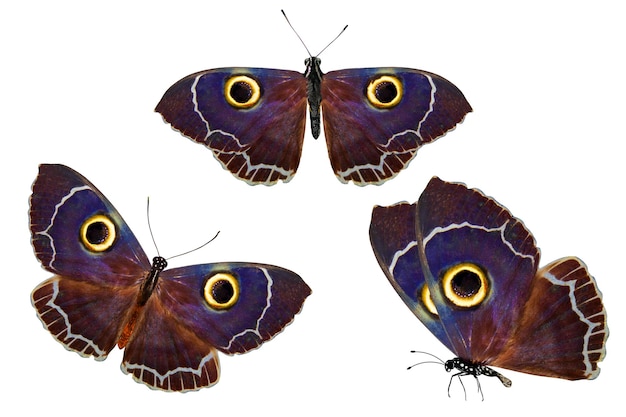 Photo set of owl-eyed butterflies. isolated on white background