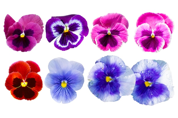 Set of pansies isolated on white background Top view