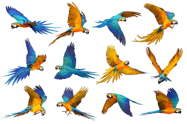 Set of Parrot flying isolated on white background Blue and gold macaw