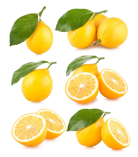 Set pf 6 lemon images