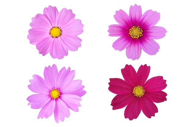 set of pink cosmos isolated on white background