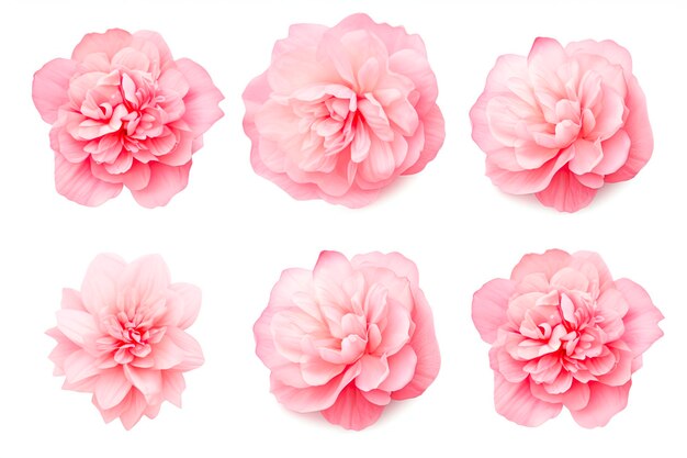 Set of pink peony petals on white background