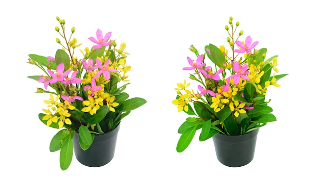 Set of pink and yellow flowers with green leaves arranged in black plastic pots. Isolated on a white