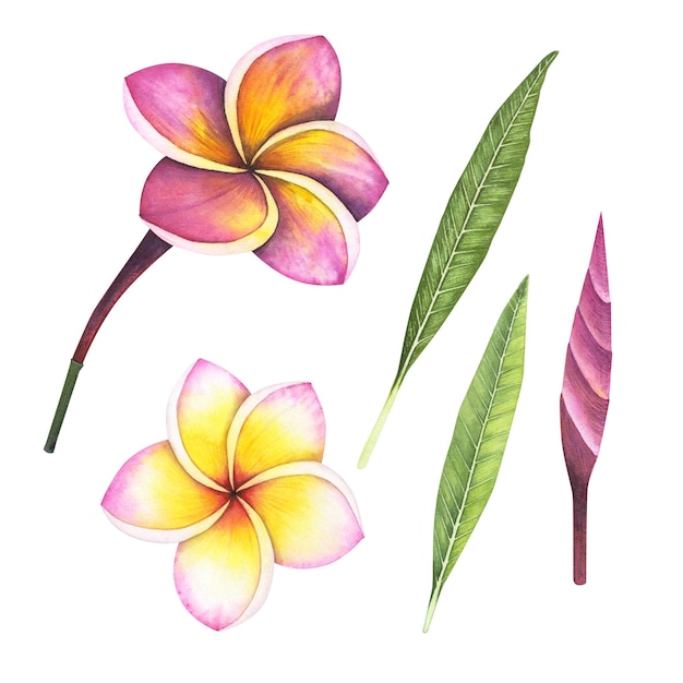 白い背景に分離されたプルメリアの花を設定します。水彩手描きデザインのプルメリアの植物イラスト