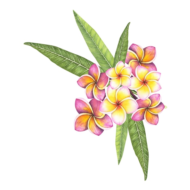 Set Plumeria flower isolated on white background Watercolor hand drawn frangipani botanical illustration for design