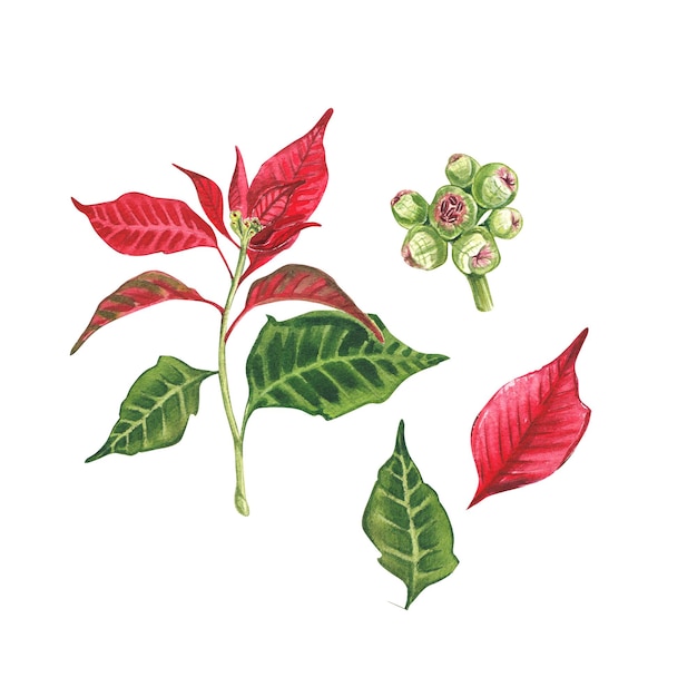 Set of Poinsettia a Christmas flower on a white background Watercolor illustration of a red