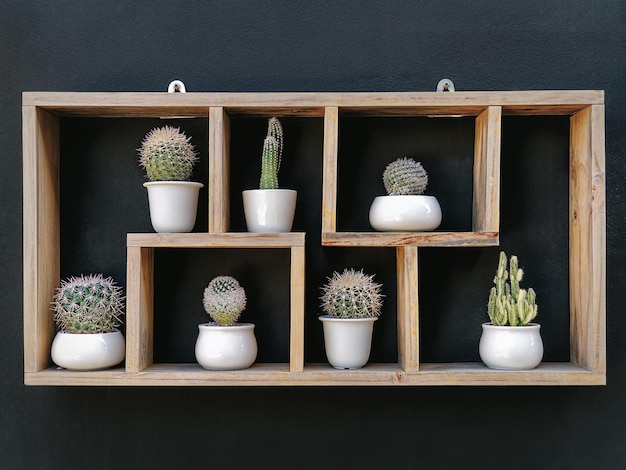 Set of Potted Cacti on Wooden Shelf Against Dark Wall