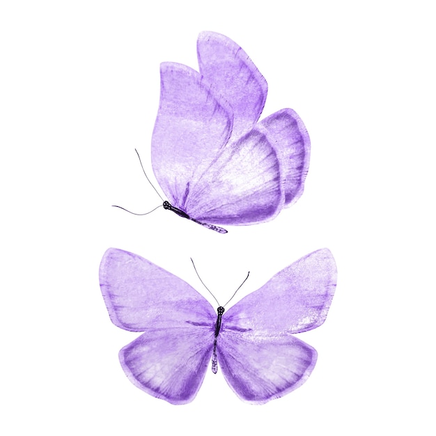 Set of purple butterflies isolated on a white background. High quality photo