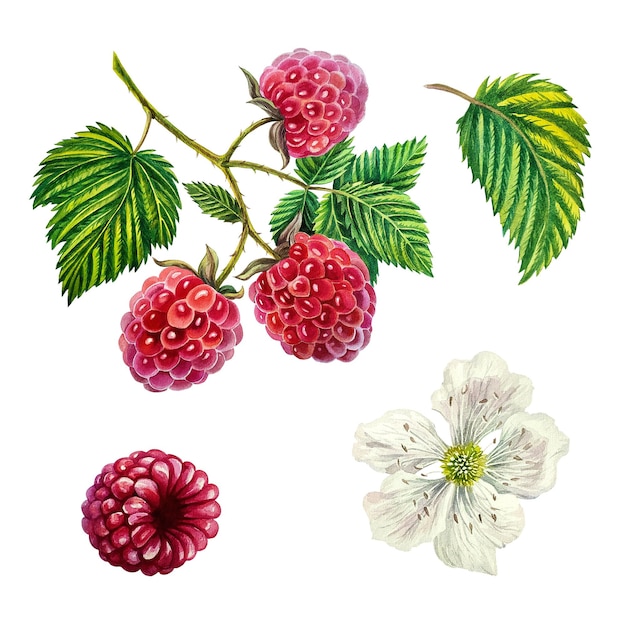 Photo set of raspberry branch with berries leaves and flower, watercolor illustration.