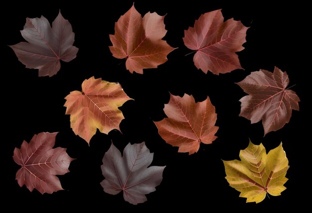 Set of realistic fall leaves isolated on transparent background Design elements clip art