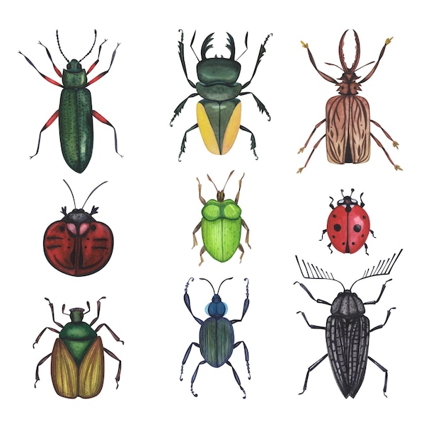 Set Realistische kevers insect geïsoleerd op witte achtergrond Aquarel hand getekende dierlijke bugs llustration voor ontwerp