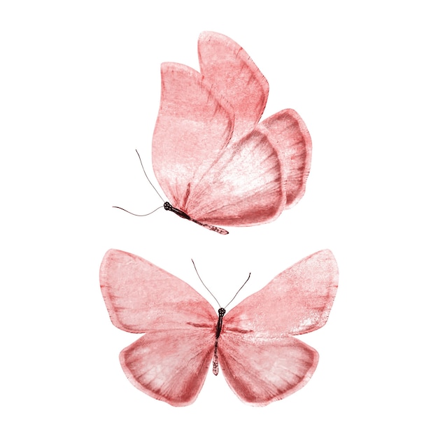Foto set di farfalle rosse isolate su sfondo bianco. foto di alta qualità
