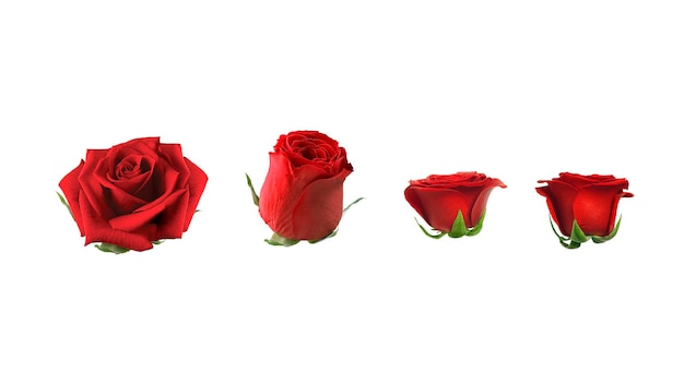 Set of red rose flowers isolated on white background