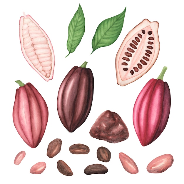 Photo set ripe brown and red cocoa pod with beans leaves cocoa powder isolated on white background watercolor llustration