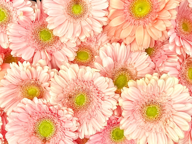 Set roze gerbera's, bovenaanzicht. Tedere achtergrond, textuur