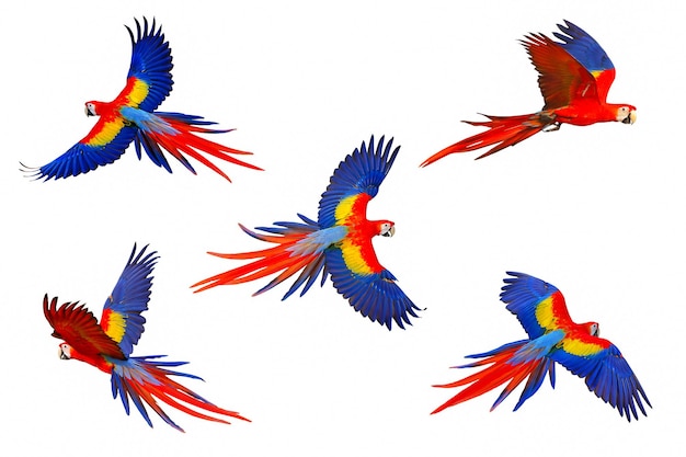 白い背景に分離されて飛んでいるコンゴウインコ オウムのセット