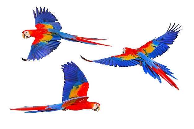 Set of Scarlet macaw parrot flying isolated on white background.