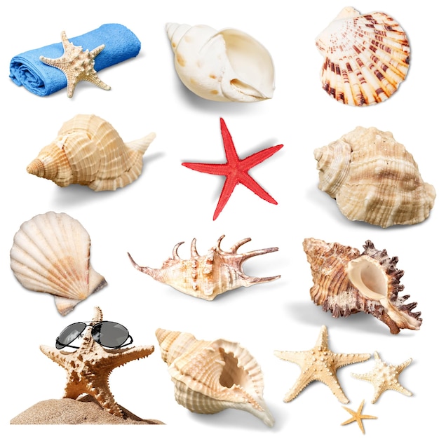 Set of sea shells isolated on white