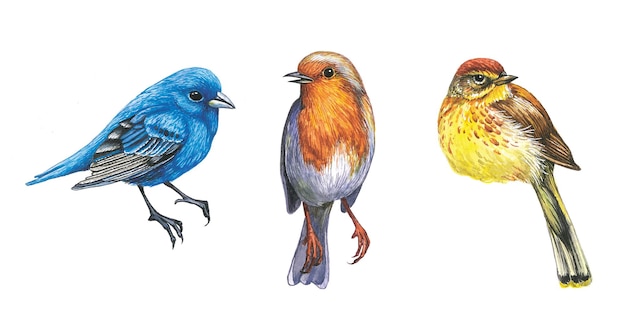 set of several birds watercolor illustration