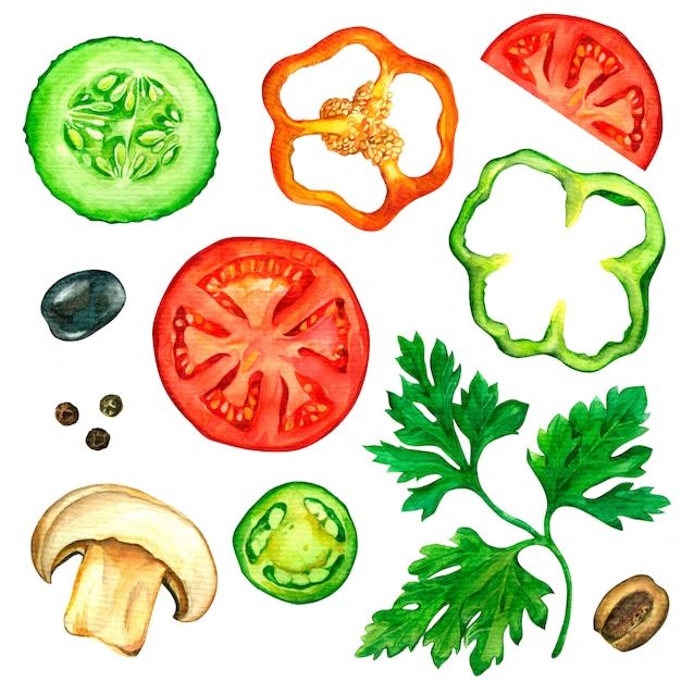 Set of slices of vegetables drawn in watercolor