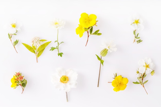 Set di piccoli fiori della famiglia dei ranuncoli bianchi e gialli su sfondo bianco cinquefoil anemone daisy spirea