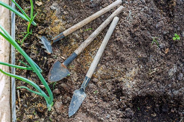 Set of small gardening tools laying on sandy soil among plants.\
gardening and floriculture consept. selective focus