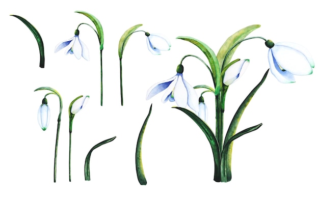 A set of snowdrops on a white background