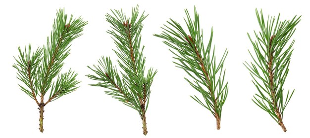 A set of spruce branches in isolation on a white background. High quality photo