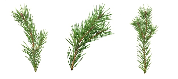 A set of spruce branches in isolation on a white background. High quality photo