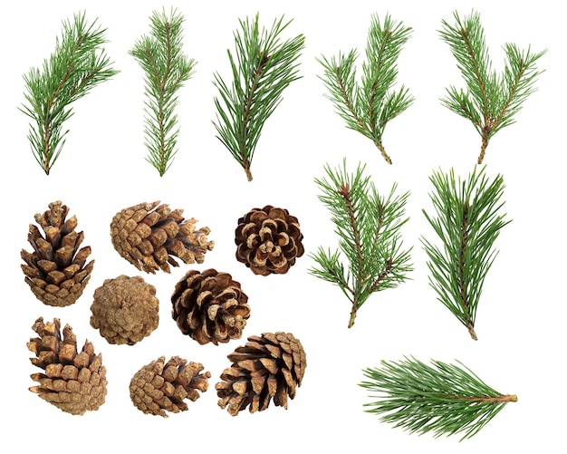 A set of spruce branches with cones in isolation on a white background. High quality photo