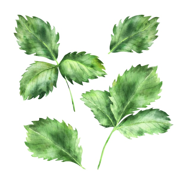 A set of strawberry leaves in watercolor Handdrawn watercolor illustration